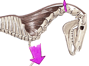 The vertebral column of a horse pulled in by the reflex triggered by drawreins