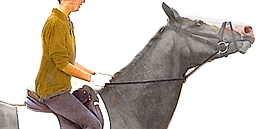 http://www.sustainabledressage.net/tack/gadgets/irish_mart2.gif