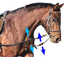 Webbing Loop and Ring For attaching Side Reins etc Draw Reins,Training Aids 