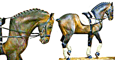 A well-schooled horse is shortened by the sidereins, but manages some elevation in piaffe