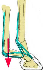 The stress on the fetlock joint