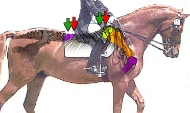 http://www.sustainabledressage.net/tack/saddle/faulty_saddleplacement.gif